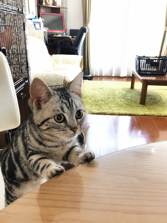 まろんが来た日から（成長記録）