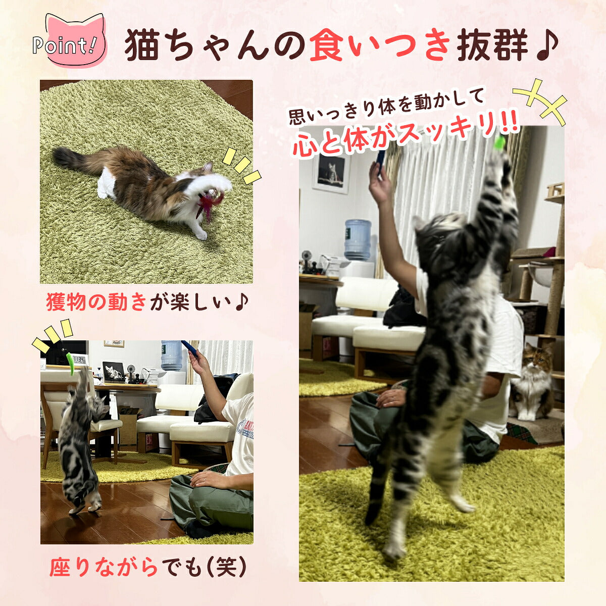 猫がラグの上でおもちゃに飛びつく様子と、部屋の中で大きくジャンプして羽根を捕まえようとする様子。食いつきの良さと運動効果を訴求