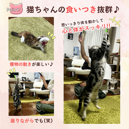 猫がラグの上でおもちゃに飛びつく様子と、部屋の中で大きくジャンプして羽根を捕まえようとする様子。食いつきの良さと運動効果を訴求