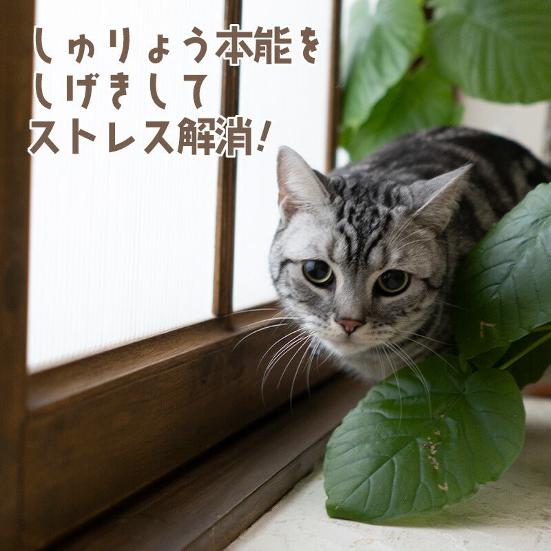 障子の前で葉の陰から獲物を狙うように顔を出すキジトラ猫。「しゅりょう本能をしげきしてストレス解消！」の見出し