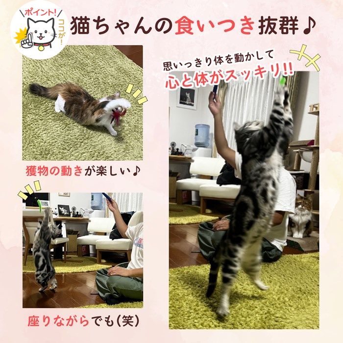 「猫ちゃんの食いつき抜群」の見出し。羽根おもちゃに飛びつく猫、じゃれつく猫、ジャンプして遊ぶ猫の実写3枚で遊んでいる様子を紹介