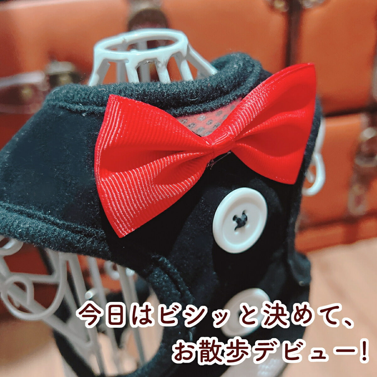 黒いタキシード風ハーネスに赤い蝶ネクタイと白ボタンを付けたアップカット。「今日はビシッと決めて、お散歩デビュー!」のコピー