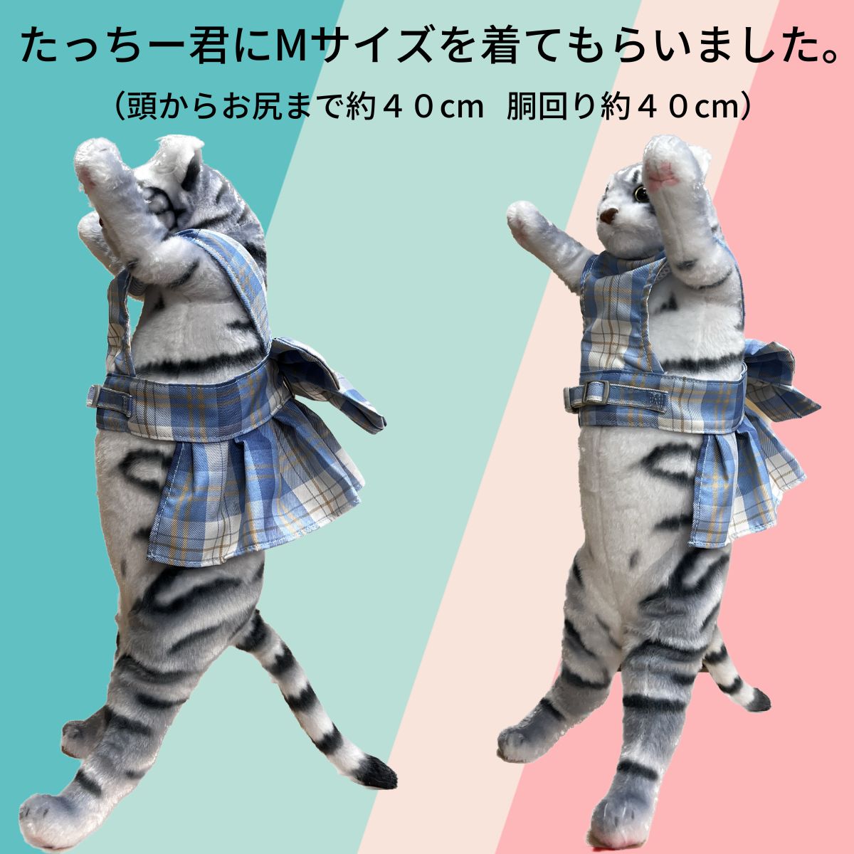 猫のぬいぐるみにMサイズを試着させた前後2カット。「たっちー君にMサイズを着てもらいました。頭からお尻まで約40cm 胴回り約40cm」の文字で目安を紹介